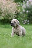 CANE CORSO 1029